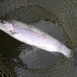 大安トラウトレイク 釣果